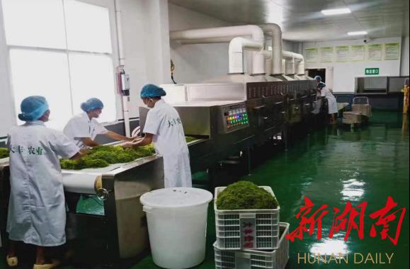 正宗富硒莓茶(正宗茶莓富硒茶多少钱)-硒宝网