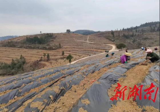 正宗富硒莓茶(正宗茶莓富硒茶多少钱)-硒宝网