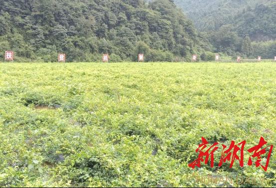 正宗富硒莓茶(正宗茶莓富硒茶多少钱)-硒宝网