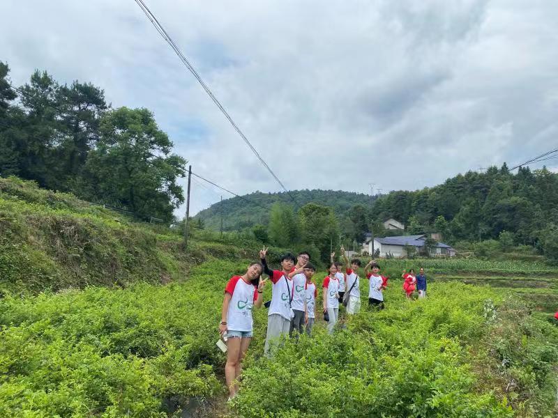正宗富硒莓茶（莓茶的价值）-硒宝网
