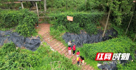 正宗富硒莓茶（莓茶的价值）-硒宝网