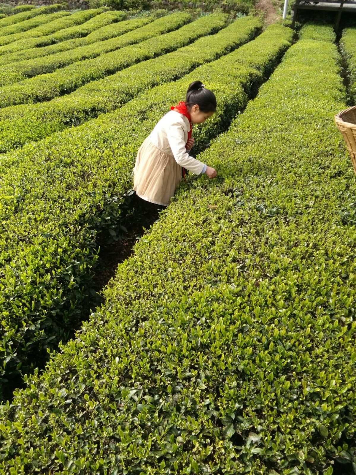 富硒茶的优势（富硒茶优点）-硒宝网