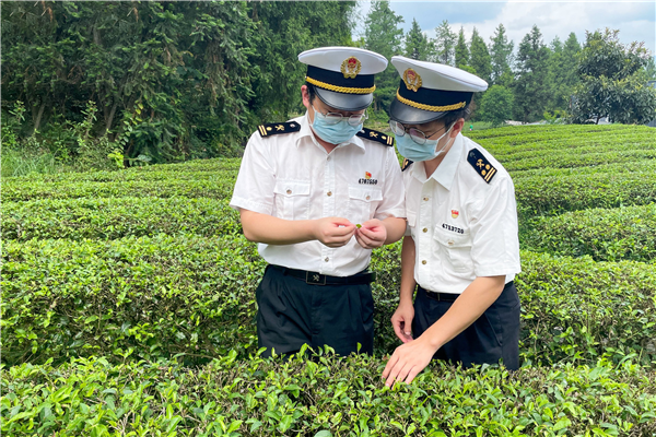 云茶富硒白茶(云南富硒白茶)-硒宝网