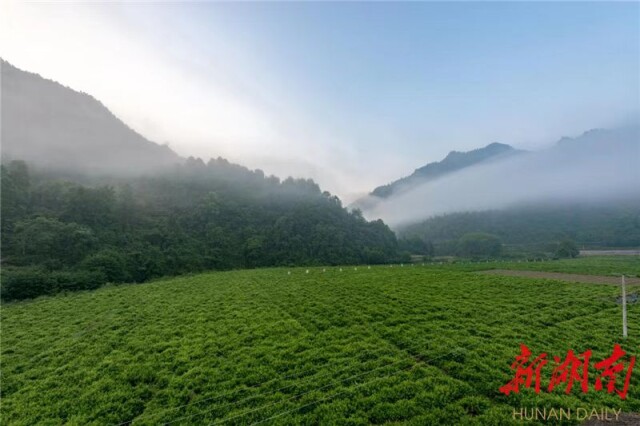 正宗富硒莓茶（茶莓是什么）-硒宝网