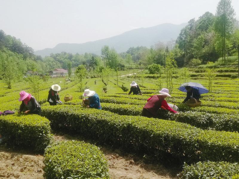 湖北富硒黑茶（湖北黑茶品牌）-硒宝网