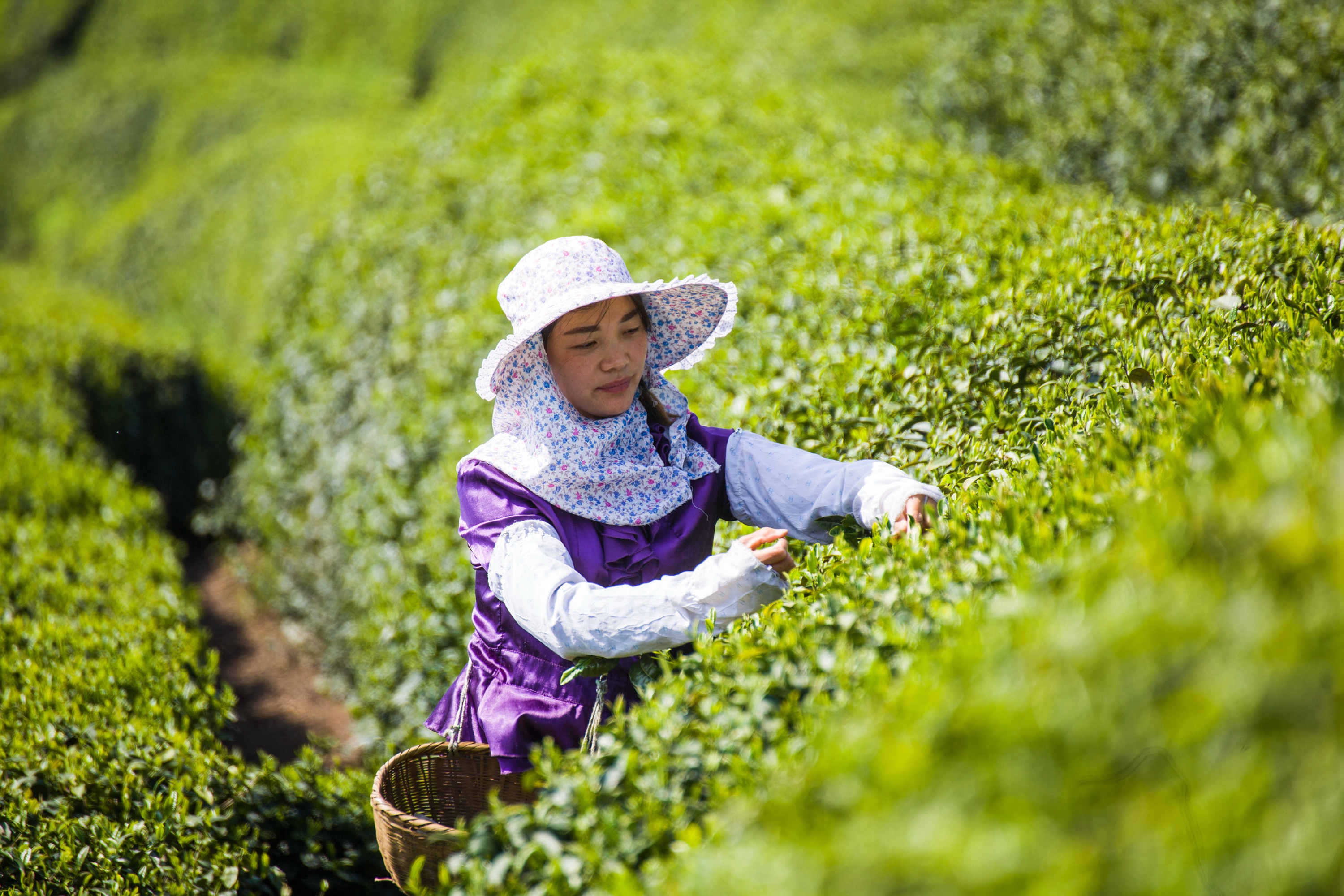 湖北富硒黑茶（湖北黑茶品牌）-硒宝网