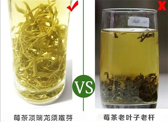 莓茶是否富硒（莓茶含硒）-硒宝网