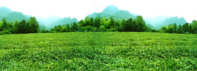 纯天然富硒茶(富硒茶和普通茶的区别)-硒宝网