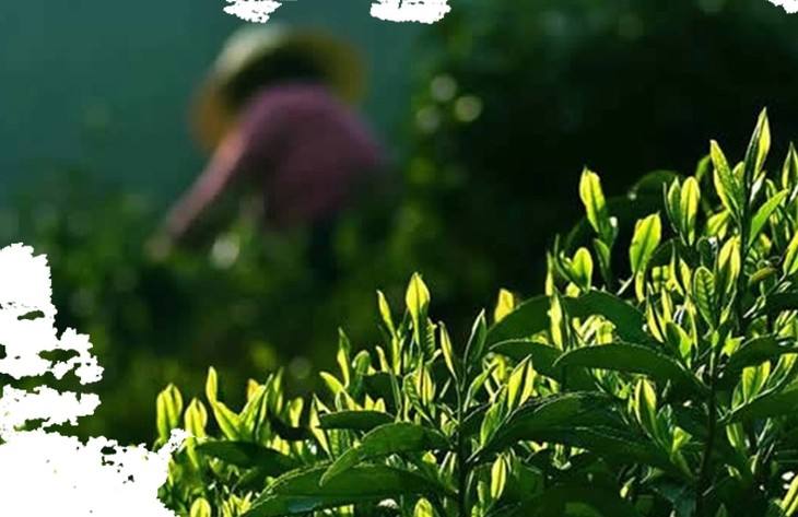 纯天然富硒茶(富硒茶和普通茶的区别)-硒宝网