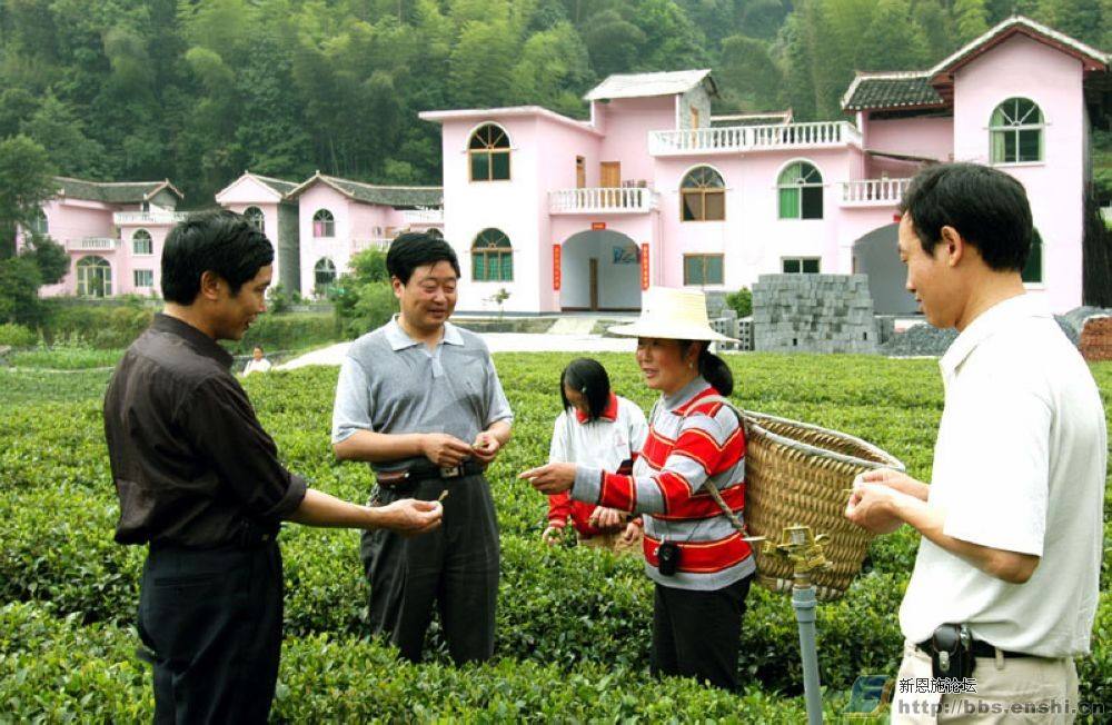纯天然富硒茶(富硒茶和普通茶的区别)-硒宝网