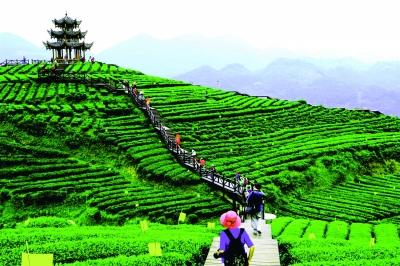 纯天然富硒茶(富硒茶和普通茶的区别)-硒宝网