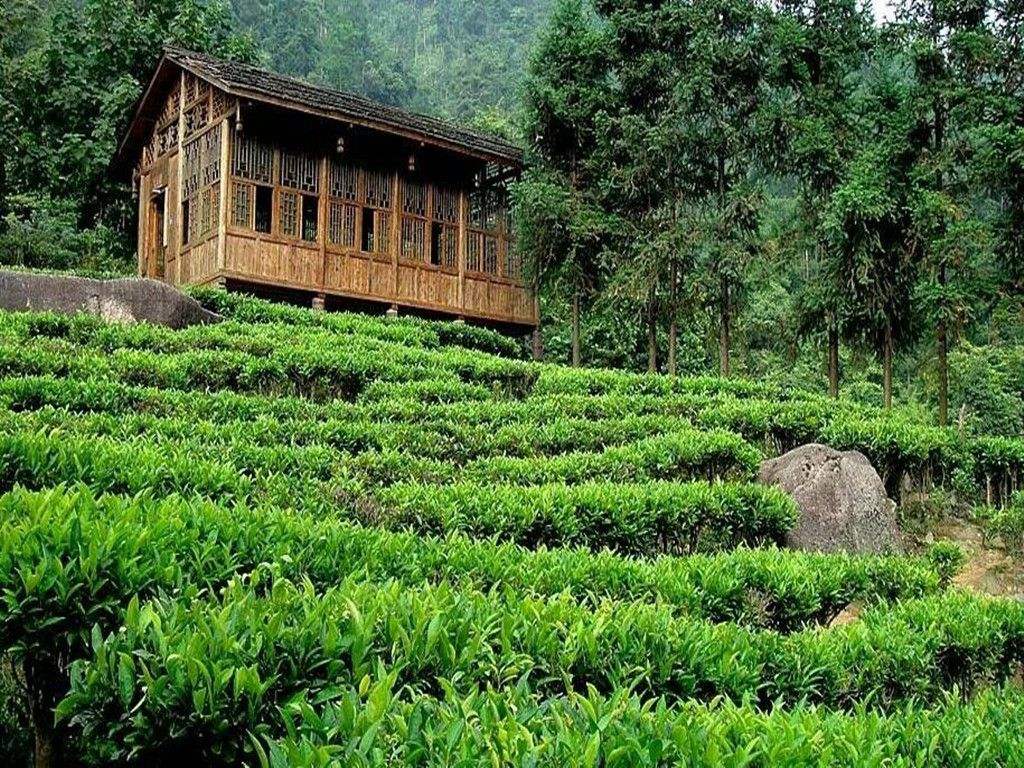 纯天然富硒茶(富硒茶和普通茶的区别)-硒宝网