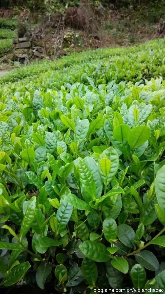 纯天然富硒茶(富硒茶和普通茶的区别)-硒宝网