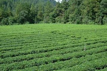 纯天然富硒茶(富硒茶和普通茶的区别)-硒宝网