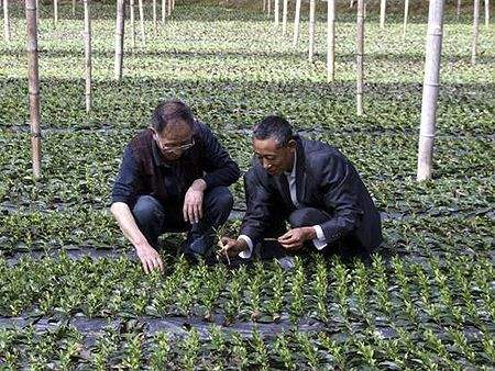 纯天然富硒茶(富硒茶和普通茶的区别)-硒宝网