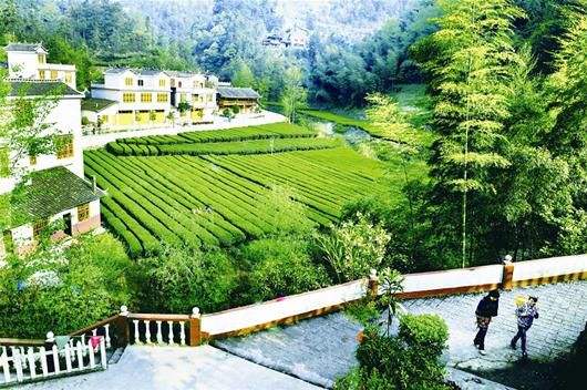 纯天然富硒茶(富硒茶和普通茶的区别)-硒宝网