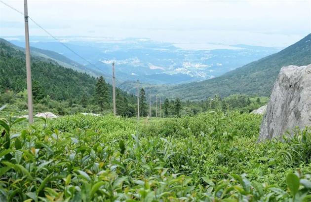 贵州富硒贡茶（贵州贡茶富硒产地）-硒宝网