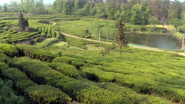 贵州富硒贡茶（贵州贡茶富硒产地）-硒宝网