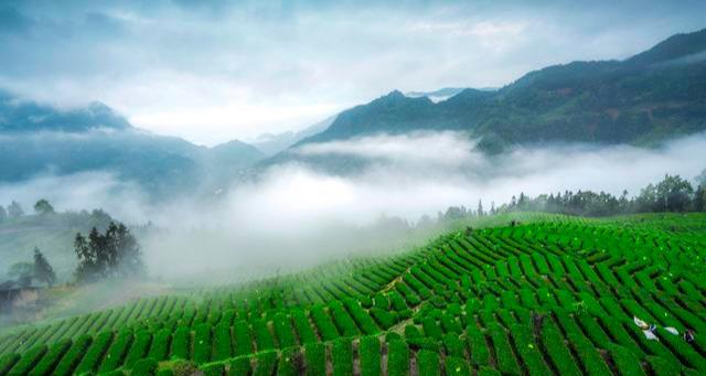 富硒茶配什么（富硒茶的禁忌）-硒宝网