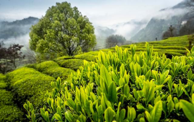 富硒茶配什么（富硒茶的禁忌）-硒宝网