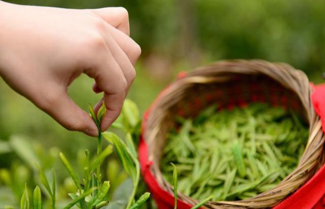 富硒茶配什么（富硒茶的禁忌）-硒宝网
