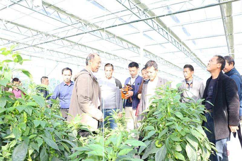 芭蕉县富硒茶（蕉岭富硒茶）-硒宝网