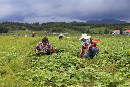 芭蕉县富硒茶（蕉岭富硒茶）-硒宝网