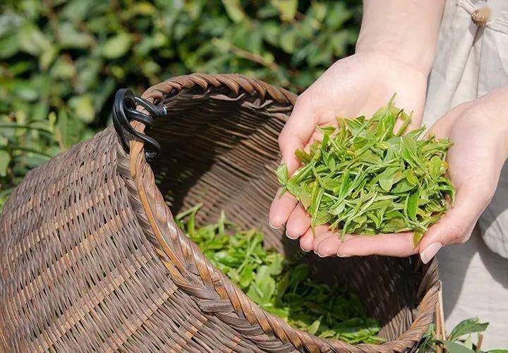 卖富硒茶直播（富硒茶杯骗局）-硒宝网