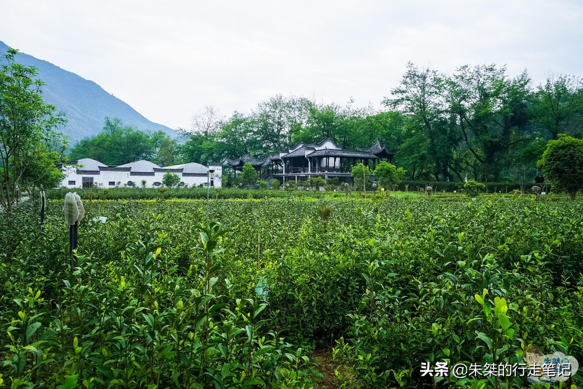 云南富硒茶乡（云南富硒在哪里）-硒宝网