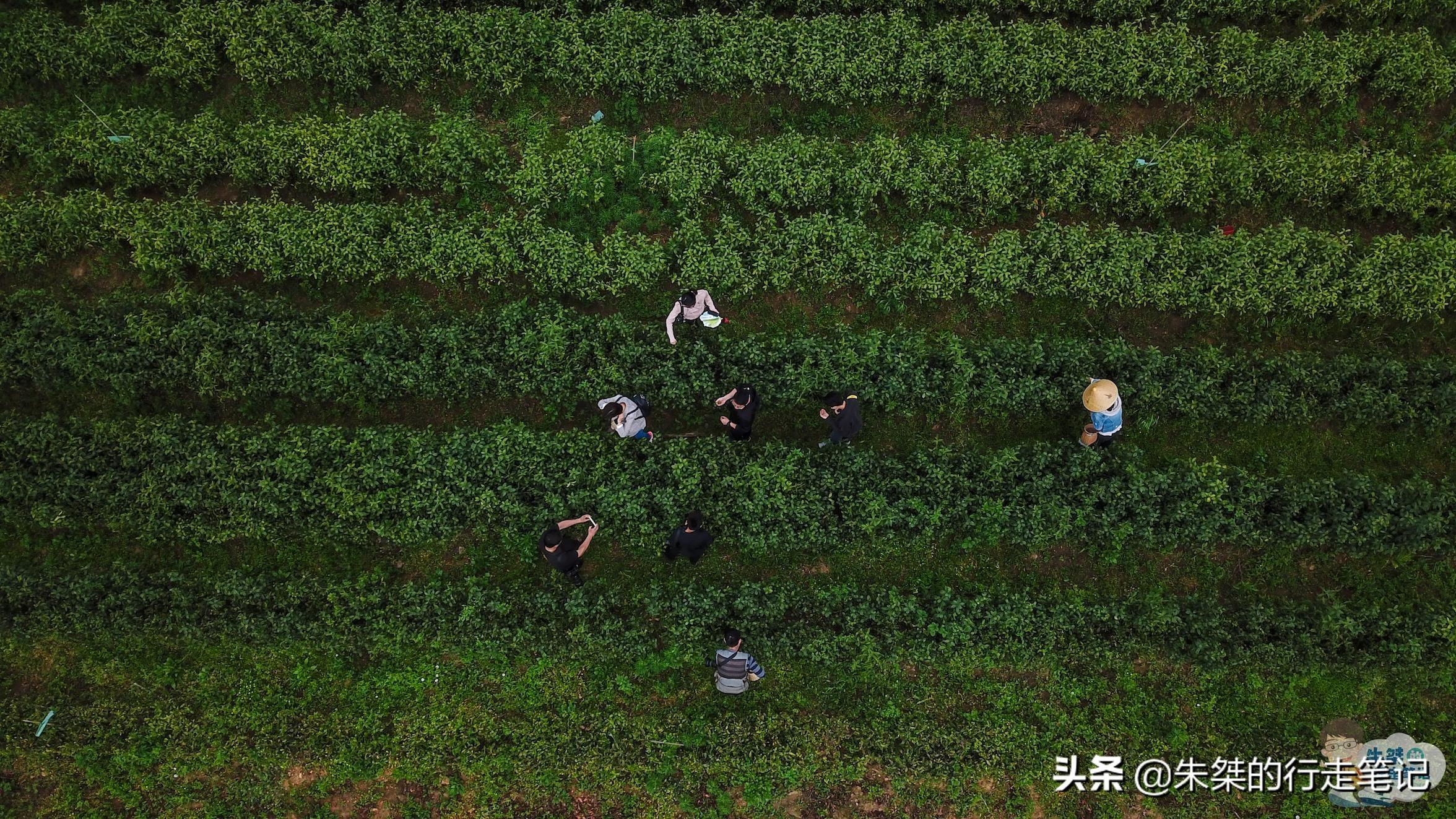 云南富硒茶乡（云南富硒在哪里）-硒宝网