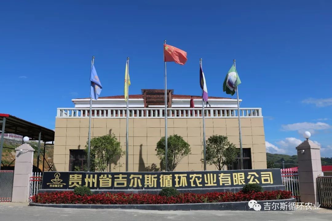 蛋白桑富硒茶(蛋白桑茶和桑叶茶的区别)-硒宝网