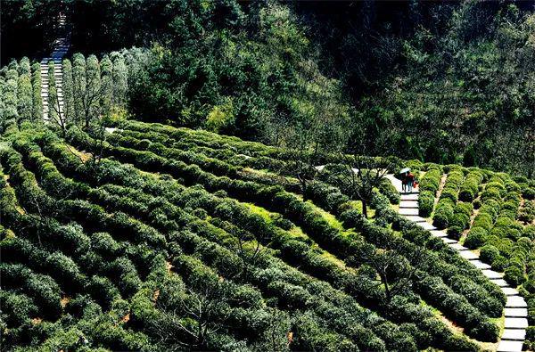 芭蕉县富硒茶（恩施芭蕉茶园）-硒宝网