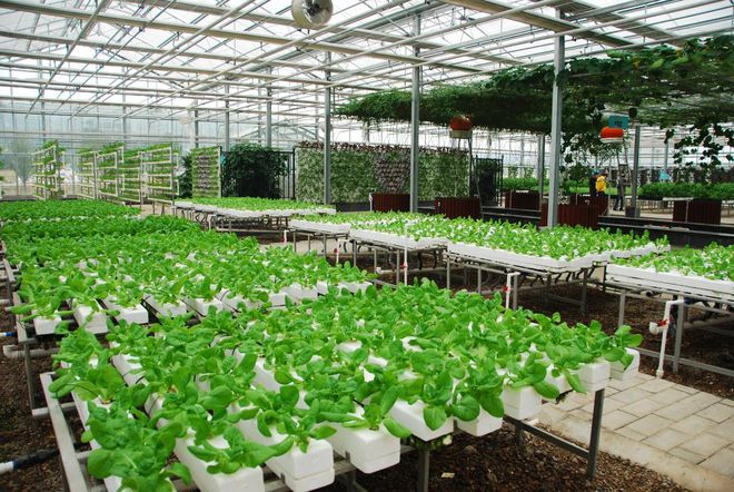 芭蕉县富硒茶（恩施芭蕉茶园）-硒宝网