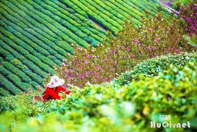 紫阳区富硒茶(紫阳富硒茶文化)-硒宝网