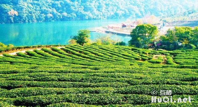 紫阳区富硒茶(紫阳富硒茶文化)-硒宝网