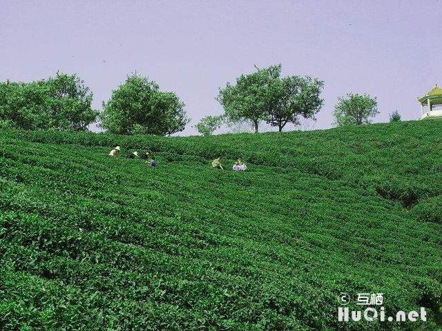 紫阳区富硒茶(紫阳富硒茶文化)-硒宝网