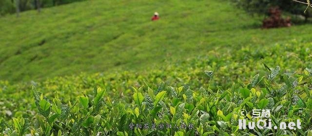 紫阳区富硒茶(紫阳富硒茶文化)-硒宝网