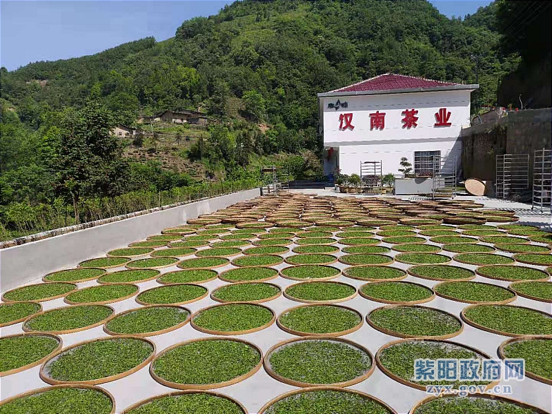 芭蕉县富硒茶(芭蕉茶叶)-硒宝网