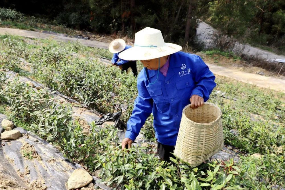 富硒茶配什么（茶叶富硒）-硒宝网