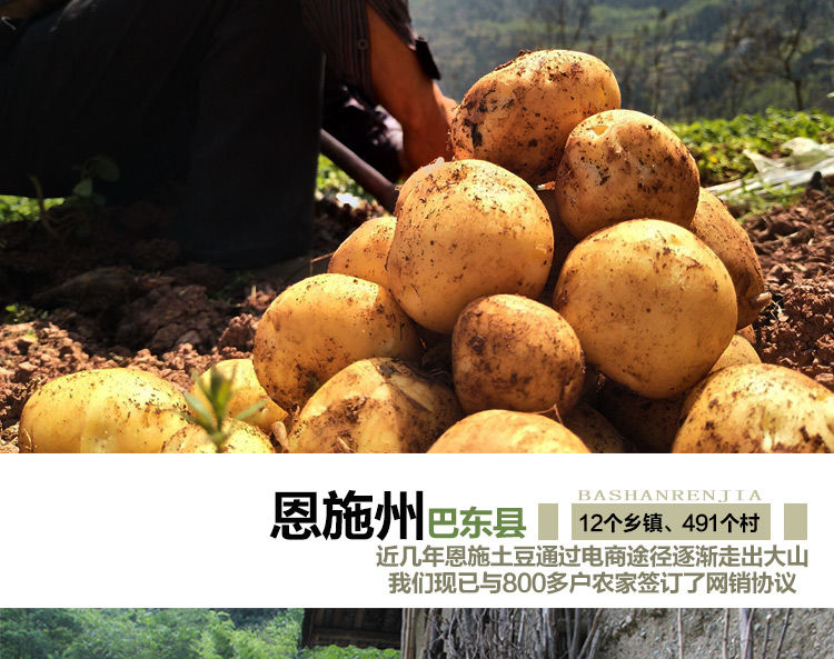 建始富硒特茶（富硒茶文化）-硒宝网