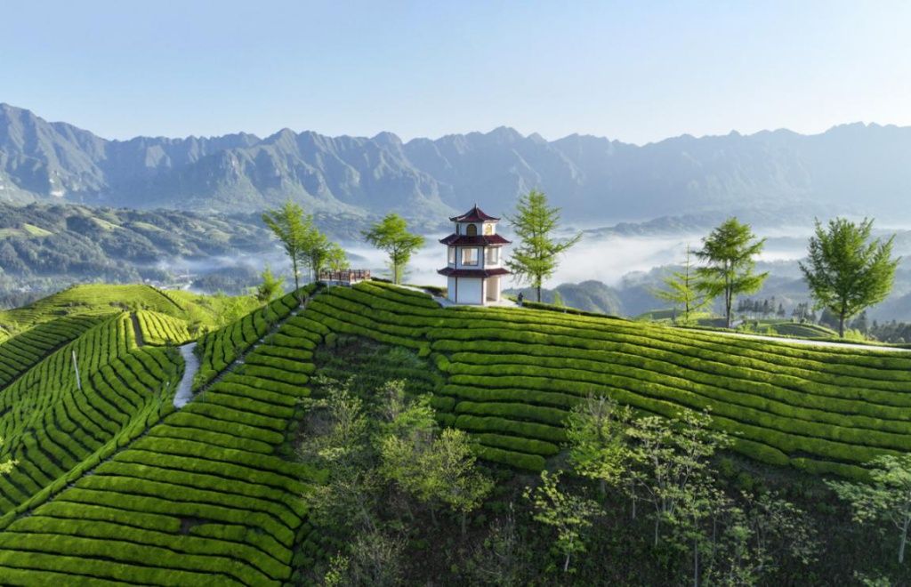 富硒黄金叶茶(黄金茶叶好吗)-硒宝网