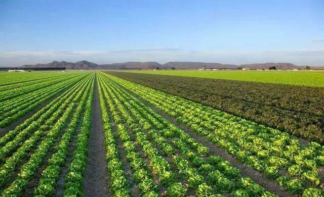 富硒米茶价格(富硒米茶的功效与作用)-硒宝网