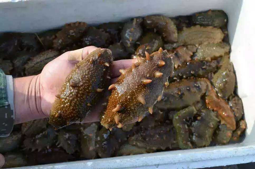 荣成富锌硒茶（凤冈富锌富硒茶品牌）-硒宝网