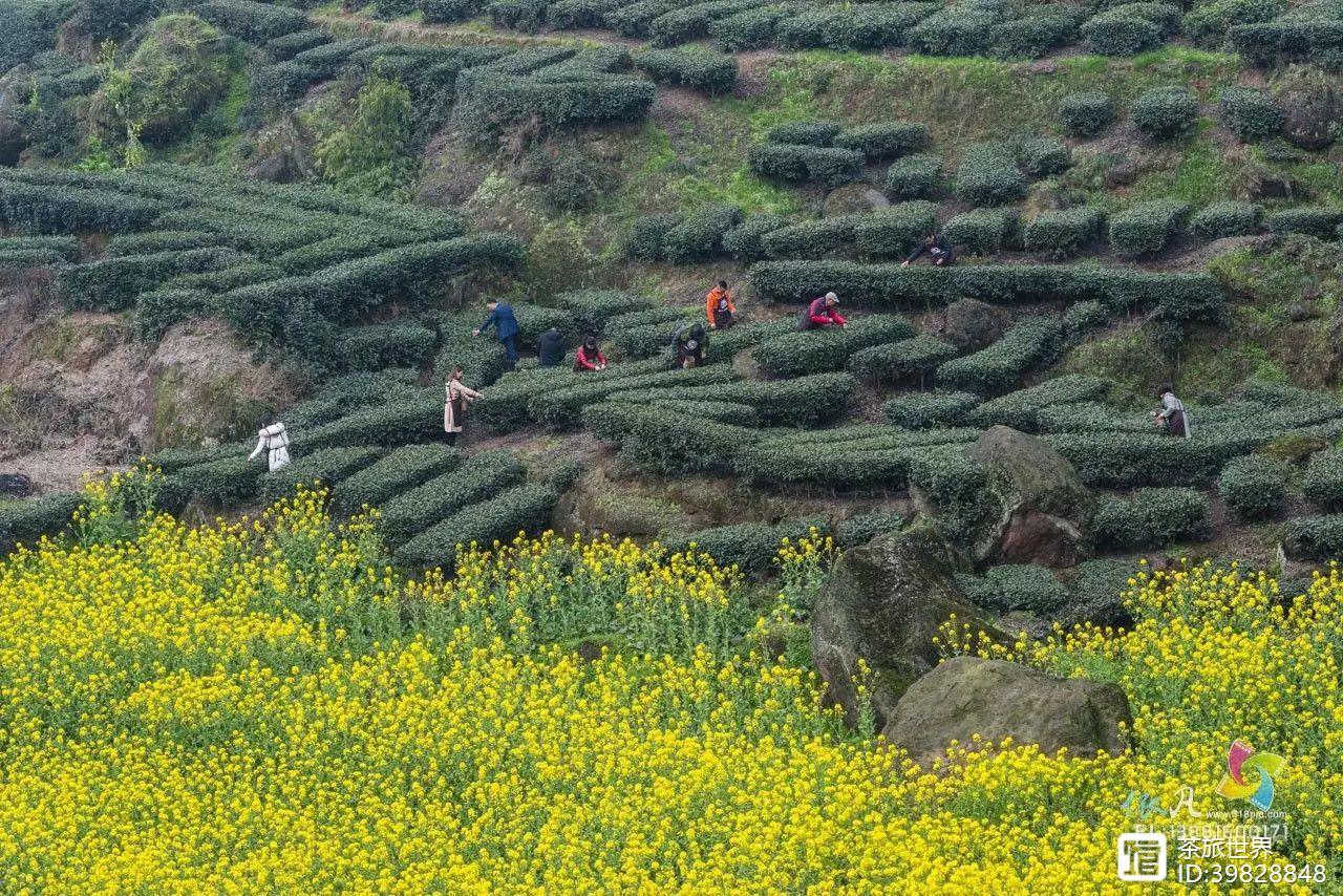 富硒茶真的吗（茶富硒标准含量）-硒宝网