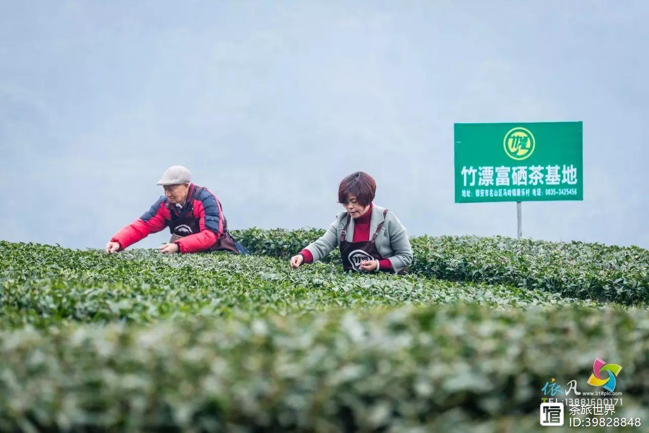 富硒茶真的吗（茶富硒标准含量）-硒宝网