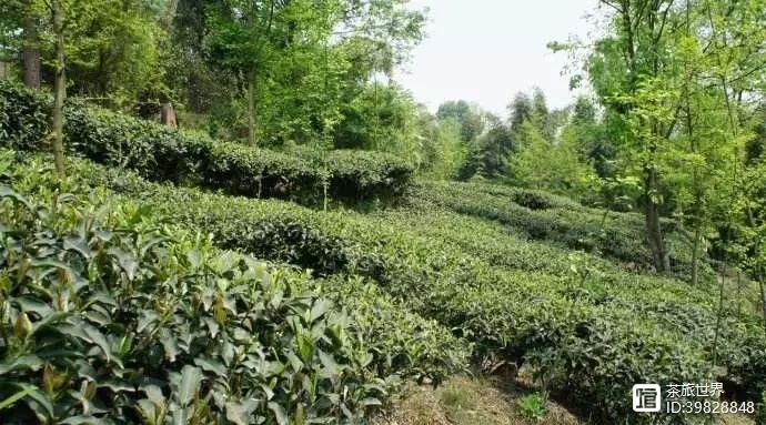 富硒茶真的吗（茶富硒标准含量）-硒宝网