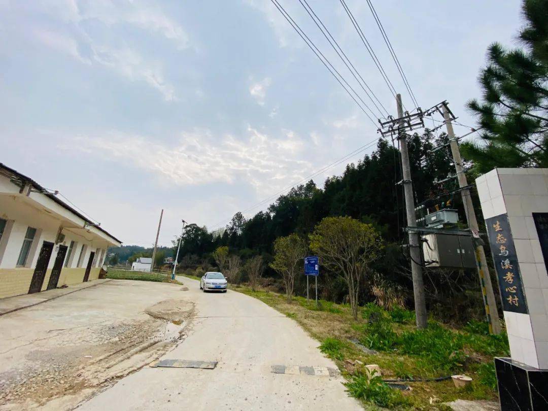 金丝贡富硒茶(云南金丝贡茶价格)-硒宝网