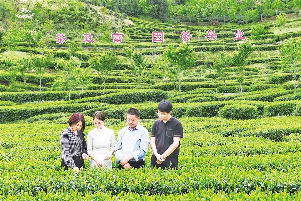 陕茶富硒绿茶（陕西富硒绿茶）-硒宝网