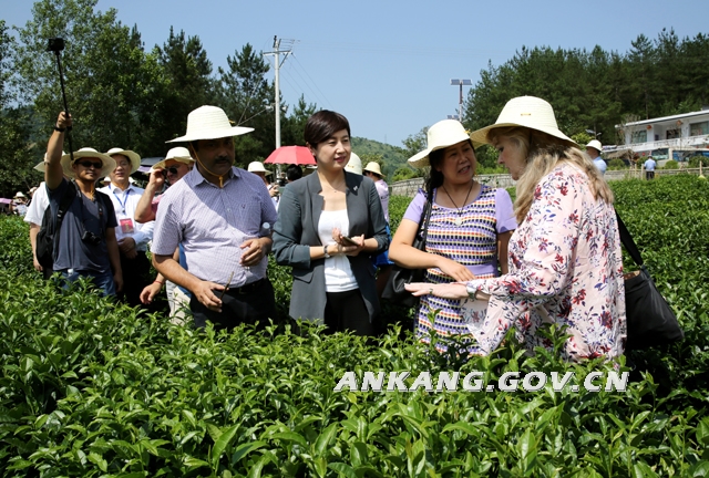 紫阳富硒茶信(紫阳富硒茶厂)-硒宝网