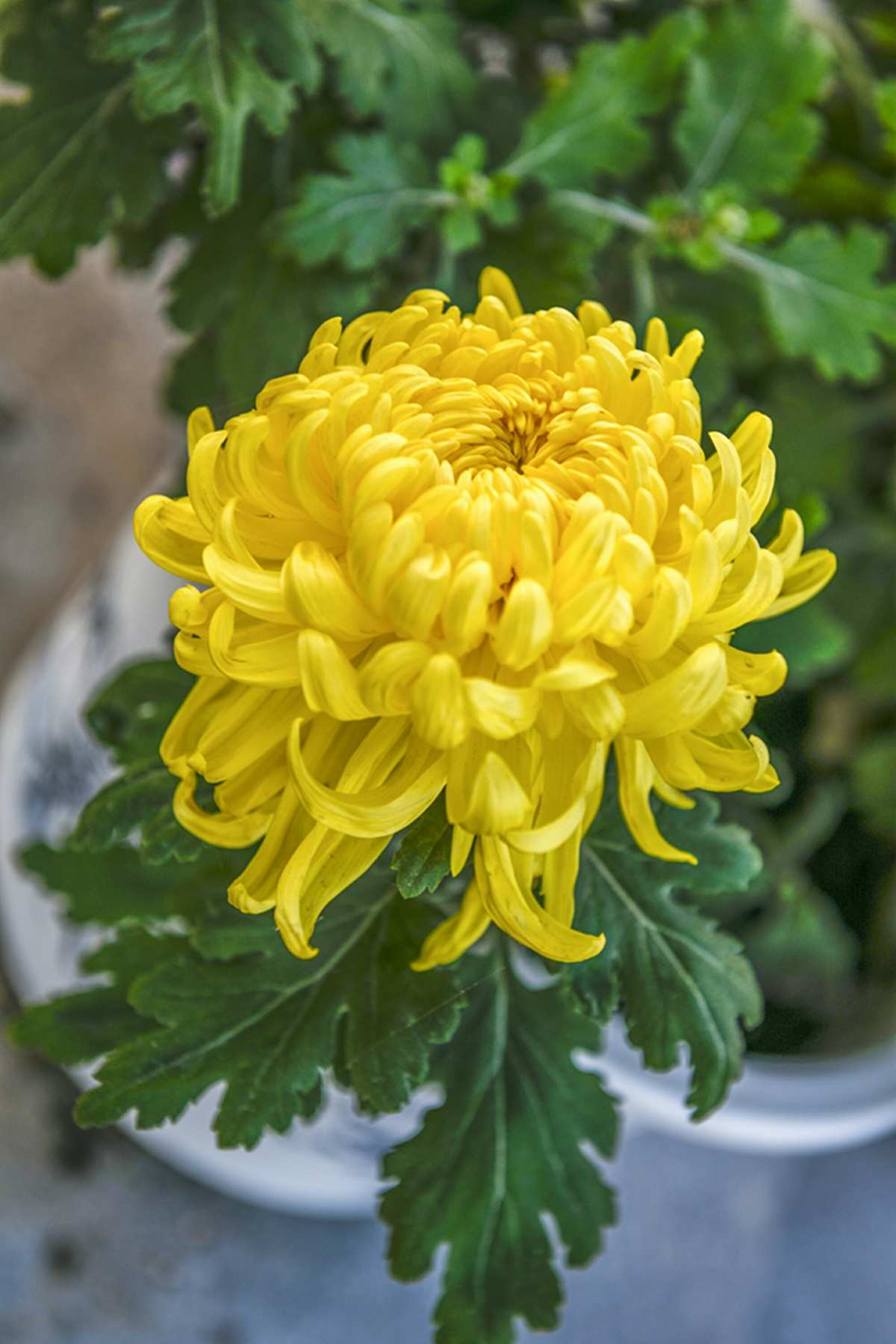 菊花和富硒茶（富硒菊花可以每天喝吗）-硒宝网